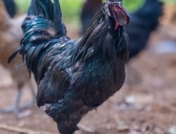 Ayam Cemani dan Kemampuan Meramal : Hewan yang Sering Dikaitkan Dengan Hal Mistis, Simak Berikut Faktanya