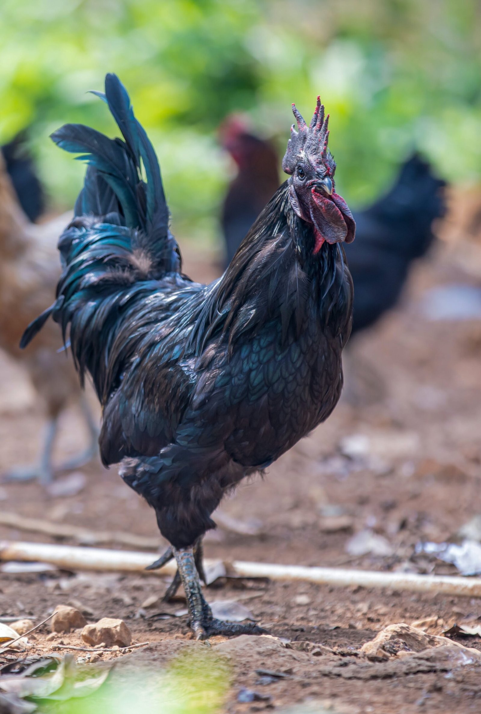 Ayam cemani