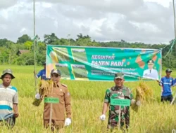 Pj Bupati Mura Hermon Apresiasi Kegiatan Panen Raya Padi