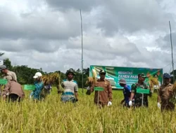 Distanik Mura Terus Tingkatkan Kuantitas dan Kualitas Hasil Tani