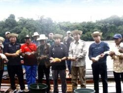 Pemkab Mura Bersama Kelompok Tani Citra Rasa Panen dan Tebar Benih Ikan