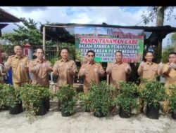 Pj Bupati dan Pj Sekda Panen Tanaman Cabai