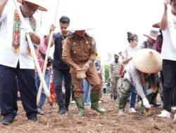 Pj Bupati Mura Bersama Direktur Perlindungan Perkebunan Lakukan Penanaman Perdana Padi Gogo