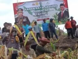 Polres Mura Gelar Panen Raya Jagung Serentak Tahap 1