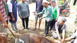 Wakil Bupati Mura Tinjau Pelaksanaan Pemotongan Hewan Kurban di Puruk Cahu