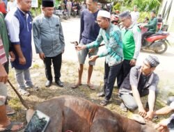 Wakil Bupati Mura Tinjau Pelaksanaan Pemotongan Hewan Kurban di Puruk Cahu