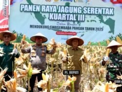 Panen Raya Jagung Serentak Kuartal III: Langkah Strategis untuk Ketahanan Pangan