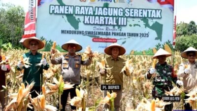Panen Raya Jagung Serentak Kuartal III: Langkah Strategis untuk Ketahanan Pangan