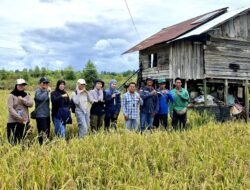 DPRD Barut Apresiasi Panen Raya di Trinsing, Dorong Peningkatan Kesejahteraan Petani