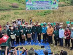 Pemkab Mura Targetkan Sertifikasi Varietas Padi Gogo Unggul Lokal pada 2027